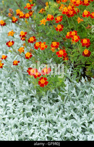 Tagetes Tenuifolia. Signet Ringelblume "Paprika" Stockfoto