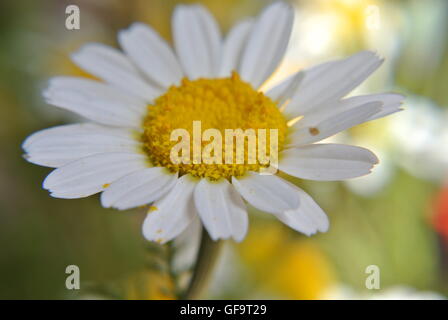 Eine Nahaufnahme einer blühenden Gänseblümchen Stockfoto