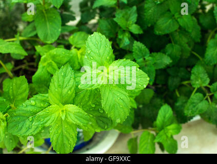 Nahaufnahme von frischer Minze Pflanze Blatt mit Wassertropfen Stockfoto