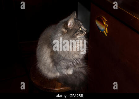 graue Katze in einer Bank, die an ein Spielzeug sucht kleine Fische Stockfoto