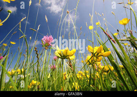 Reich, ungestörten Heu Wildblumenwiesen im Wye Valley, Monmouthshire an einem warmen Sommertag - Juni 2016 Stockfoto