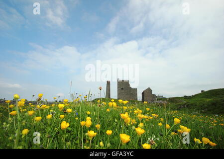 Ranunkeln in die Wiesen rund um die Oberfläche bleibt von Magpie Mine in der Nähe von Sheldon, Peak District, Derbyshire England Großbritannien Stockfoto