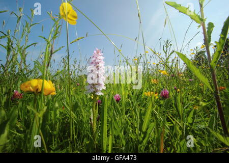 Reich, ungestörten Heu Wildblumenwiesen im Wye Valley, Monmouthshire an einem warmen Sommertag - Juni 2016 Stockfoto