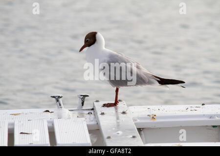 Porträt der Möwe auf einem Schiff in der Adria Stockfoto