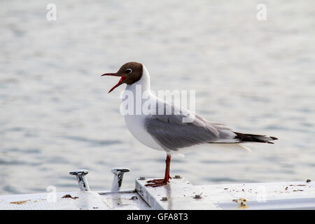 Porträt der Möwe auf einem Schiff in der Adria Stockfoto