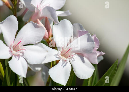 Weißer Oleander - Makro, Oleander an der Adria - Rimini Italien. Stockfoto