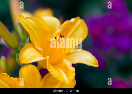 Gelbe Taglilie Blume im Garten der Hintergrund jedoch unscharf.  Selektiven Fokus Stockfoto