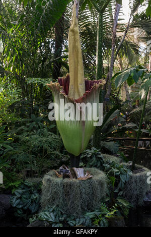 Harrison, Vereinigte Staaten von Amerika. 29. Juli 2016. New York, NY USA - 29. Juli 2016: Blooming Leiche Blume größten unverzweigten Blütenstand der Welt bei der New York Botanical Garden Credit: Lev Radin/Alamy Live-Nachrichten Stockfoto