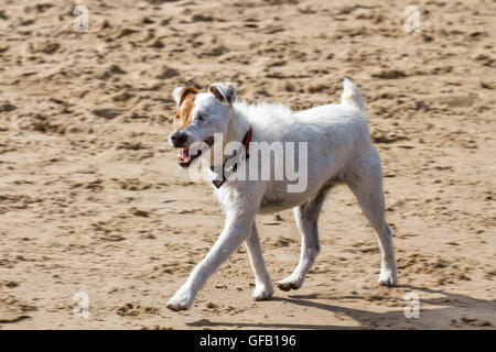 Blind Dog in Southport, Merseyside, Großbritannien. Juli 2016. Ein Parson Russell Terrier, ein Hund ohne Augen, übt am Ainsdale Beach aus. Ein Parson ist ein kleiner weißer Terrier, der der ursprüngliche Fox Terrier des 18. Jahrhunderts war. Er verlor beide Augen an eine Netzhautablösung, die eine augenärztliche Störung ist, die durch die Trennung der Netzhaut vom darunter liegenden Pigmentepithel gekennzeichnet ist, eine der Hauptursachen für Sehverlust bei dieser Art. Stockfoto