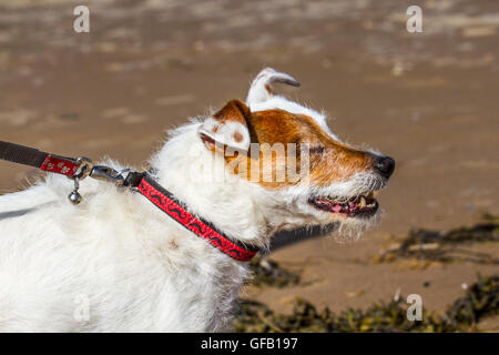 Blind Dog in Southport, Merseyside, Großbritannien. Juli 2016. Ein Parson Russell Terrier, ein Hund ohne Augen, übt am Ainsdale Beach aus. Ein Parson ist ein kleiner weißer Terrier, der der ursprüngliche Fox Terrier des 18. Jahrhunderts war. Er verlor beide Augen an eine Netzhautablösung, die eine augenärztliche Störung ist, die durch die Trennung der Netzhaut vom darunter liegenden Pigmentepithel gekennzeichnet ist, eine der Hauptursachen für Sehverlust bei dieser Art. Stockfoto