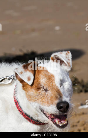 Blind Dog in Southport, Merseyside, Großbritannien. Juli 2016. Ein Parson Russell Terrier, ein Hund ohne Augen, übt am Ainsdale Beach aus. Ein Parson ist ein kleiner weißer Terrier, der der ursprüngliche Fox Terrier des 18. Jahrhunderts war. Er verlor beide Augen an eine Netzhautablösung, die eine augenärztliche Störung ist, die durch die Trennung der Netzhaut vom darunter liegenden Pigmentepithel gekennzeichnet ist, eine der Hauptursachen für Sehverlust bei dieser Art. Stockfoto