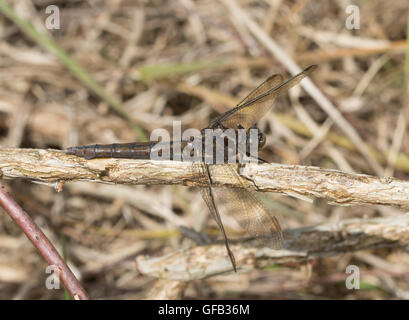 Schwarzen Darter Libelle (Sympetrum Danae) in Berkshire Heide, England Stockfoto