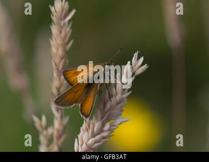 Essex Skipper Butterfly (Thymelicus kleine) auf dem Rasen in Hampshire, England Stockfoto