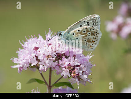 Männliche chalkhill blue butterfly (Polyommatus coridon) in der Kreide Grünland Lebensraum, Großbritannien Stockfoto