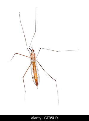 Einzigartige Makro einer Kran-Fliege als Schuss von Unterseite zeigt seinen Brustkorb. Isoliert auf weißem Hintergrund. Stockfoto