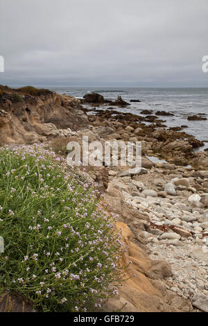 Pebble Beach, Carmel, Monterey County Stockfoto