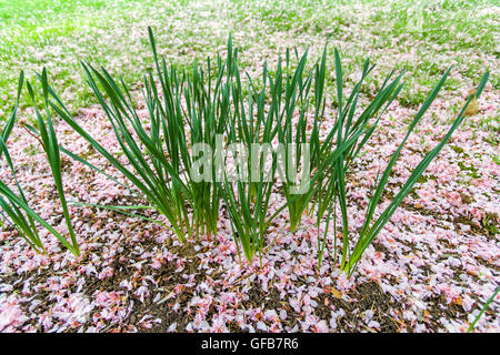 Japanische Kirschblüten auf dem Boden um Narzisse Stiele. Stockfoto