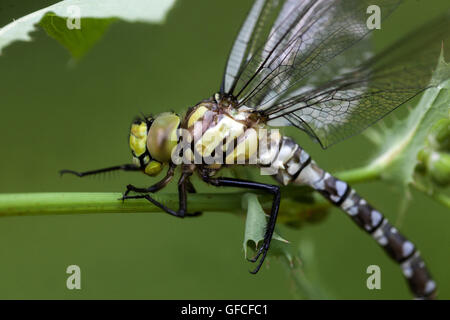 Weiblichen südlichen Hawker Libelle Stockfoto