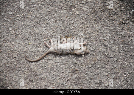 Ratte-Tod auf der Straße von Auto erdrückt Stockfoto