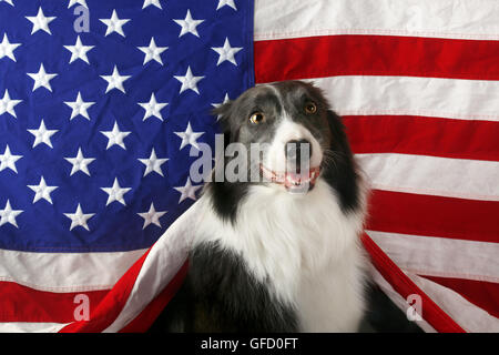 Wunderschöne Border-Collie vor einer USA-Flagge Stockfoto