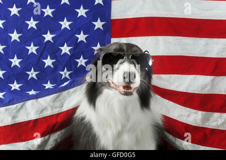 Wunderschöne Border-Collie vor einer USA-Flagge mit Sonnenbrille Stockfoto