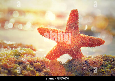 Beautiful starfish in mild yellow sunset light, beauty of exotic nature, relaxation on the beach, summer vacation concept Stockfoto