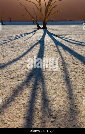 Deadvlei ist eine weiße Lehmpfanne befindet sich in der Nähe der berühmteren Salz Pfanne des Sossusvlei im Namib-Naukluft Park in Namibia. Stockfoto