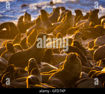 Robbenkolonie in der Nähe von Cape Cross in Namibia, Afrika Stockfoto
