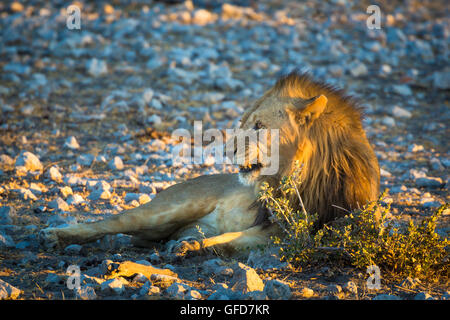 Löwen im Etosha Nationalpark, Namibia, Afrika. Stockfoto
