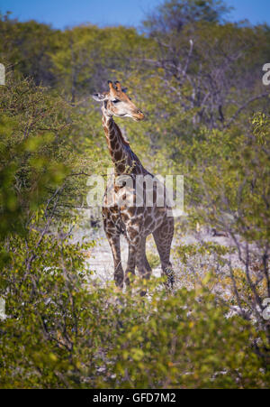 Giraffe im Etosha Nationalpark in Namibia, Afrika Stockfoto