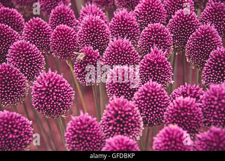 Rundköpfigen Lauch (Allium Sphaerocephalon) und Honigbienen Biene sammeln Pollen bei Hampton Court Flower Show in Surrey, England. Stockfoto