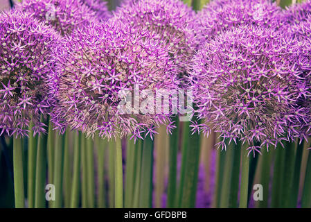Allium PinBall Wizard rosa lila Blumen und grünen Stängel in Hampton Court Flower Show in Surrey, England. Stockfoto