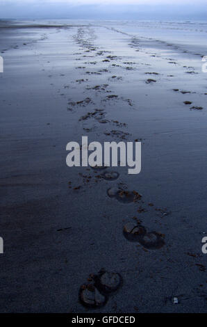 Hufeisen druckt auf nassem Sand Strand entlang Stockfoto