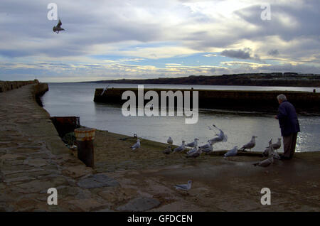 Mann, die Fütterung Möwen im Hafen von St Andrews, St Andrews, Fife, Schottland Stockfoto