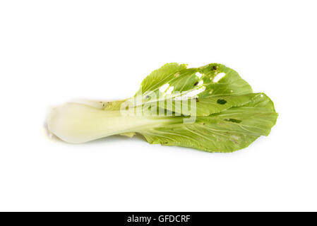 Wurm Blätter Chinakohl Gemüse zu essen. Stockfoto