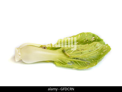 Wurm Blätter Chinakohl Gemüse zu essen. Stockfoto