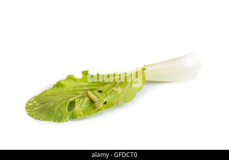 Wurm Blätter Chinakohl Gemüse zu essen. Stockfoto