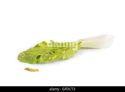 Wurm Blätter Chinakohl Gemüse zu essen. Stockfoto