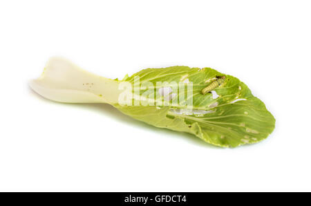 Wurm Blätter Chinakohl Gemüse zu essen. Stockfoto