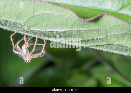 Links auf dem Blatt gegossen Spinne Stockfoto