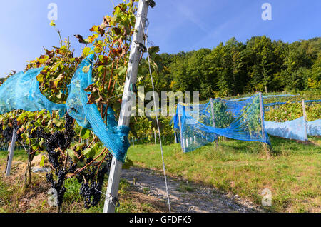 Bach an der Donau: Weinbau-Region Baierwein im Donautal, Weinberg, Weinberge, Deutschland, Bayern, Bayern, Oberpfalz, Stockfoto