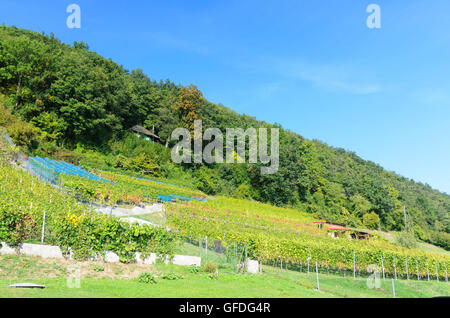 Bach an der Donau: Weinbau-Region Baierwein im Donautal, Weinberg, Weinberge, Deutschland, Bayern, Bayern, Oberpfalz, Stockfoto