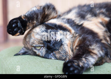 Eine Schildpatt-Katze tot vorgibt Stockfoto