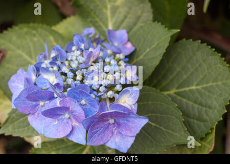 Hydrangea Macrophylla in voller Blüte Stockfoto