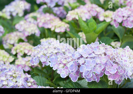 Hydrangea Macrophylla in voller Blüte Stockfoto