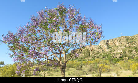 Ein blühender Jacaranda-Baum in Alora Landschaft, Andalusien Stockfoto