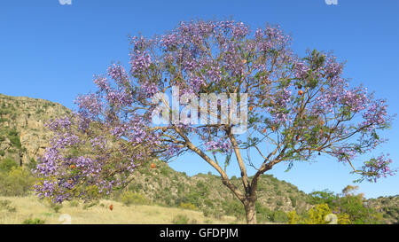 Ein blühender Jacaranda-Baum in Alora Landschaft, Andalusien Stockfoto