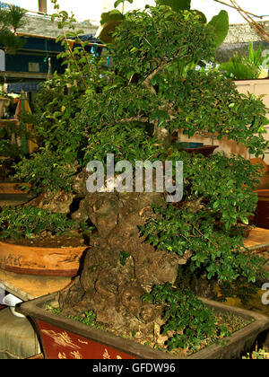 Bonsai-Baum in der Shanghai Blumen- und Vogelmarkt - berühmt für Vögel, Schildkröten, Skinke, Fischen und Grillen, China. Stockfoto