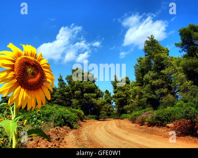 Sonnenblume, Blick auf die Sonne in einem Feld nahe der Ortschaft heißt in Kassandra Chalkidiki Griechenland Stockfoto