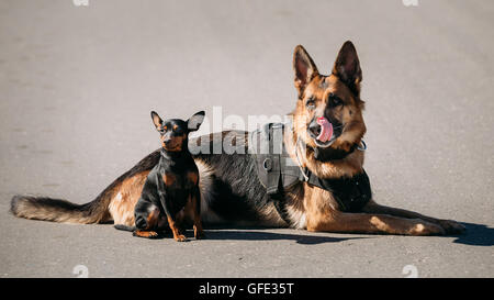 Braun, Deutscher Schäferhund und schwarzen Zwergpinscher Pincher sitzen zusammen auf der Straße Stockfoto